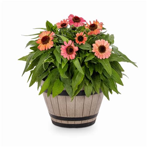 The plants are also reasonably priced, which is another plus. . Garden plants lowes